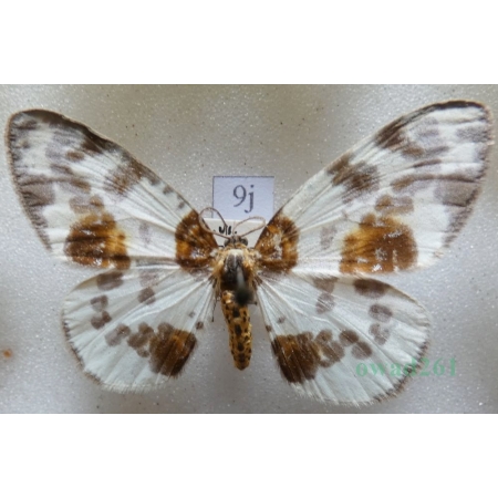 Abraxas sylvata (Scopoli, 1763) Plamiec leśniak Czech9j